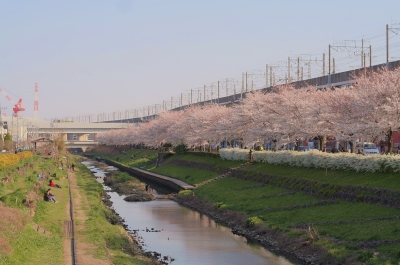 soku_14654.jpg :: 桜 風景画 