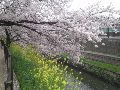 soku_14759.jpg :: 植物 花 桜 サクラ 菜の花 