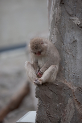 soku_14765.jpg :: 動物 哺乳類 猿 サル ニホンザル オナニー 