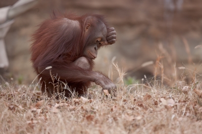 soku_14766.jpg :: 動物 哺乳類 猿 オランウータン 