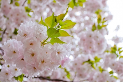 soku_14838.jpg :: 植物 花 桜 サクラ 八重桜 