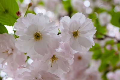 soku_14840.jpg :: 植物 花 桜 サクラ 八重桜 
