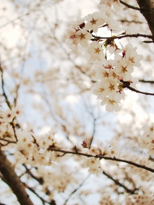 soku_14855.jpg :: 植物 花 桜 