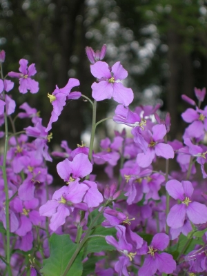 soku_14896.jpg :: 植物 花 紫の花 
