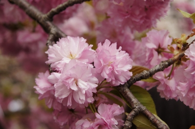 soku_14905.jpg :: 造幣局 植物 花 桜 サクラ 