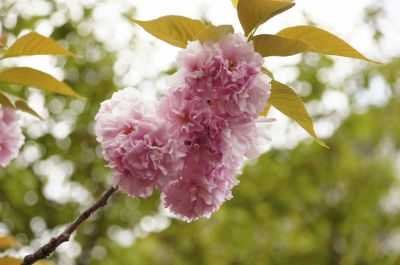 soku_14906.jpg :: 造幣局 植物 花 桜 サクラ 
