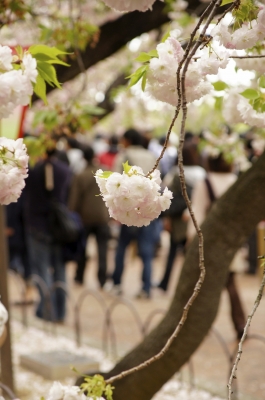 soku_14907.jpg :: 造幣局 植物 花 桜 サクラ 