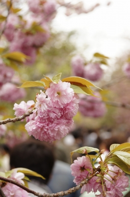 soku_14908.jpg :: 造幣局 植物 花 桜 サクラ 
