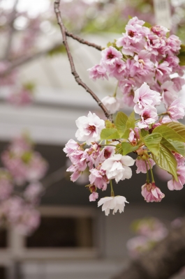 soku_14910.jpg :: 造幣局 植物 花 桜 サクラ 