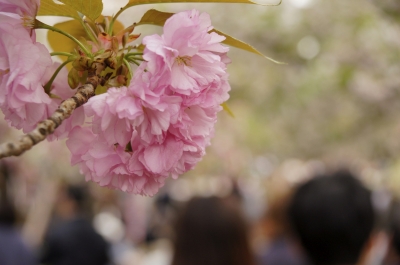 soku_14911.jpg :: 造幣局 植物 花 桜 サクラ 