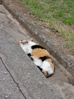 soku_14920.jpg :: 動物 哺乳類 猫 ネコ 