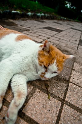 soku_14921.jpg :: 動物 哺乳類 猫 ネコ 