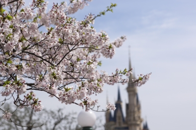 soku_15032.jpg :: 植物 花 桜 サクラ ディズニーランド シンデレラ城 