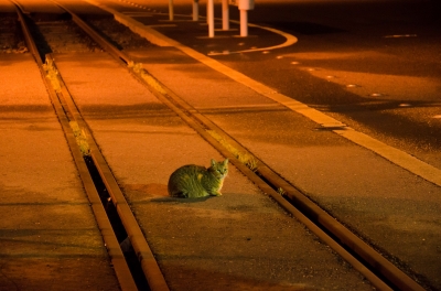 soku_15100.jpg :: 動物 哺乳類 猫 ネコ 線路 夜景 