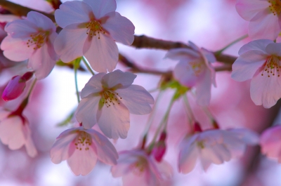 soku_15102.jpg :: 植物 花 桜 マクロ 