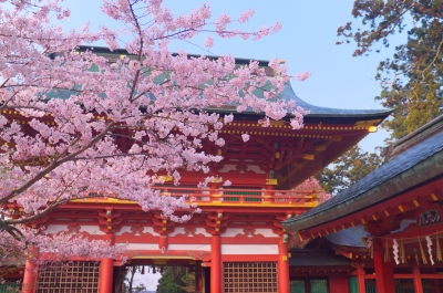 soku_15103.jpg :: 植物 花 桜 神社 