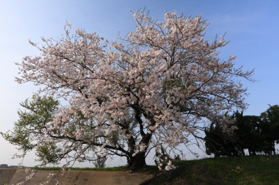 soku_15119.jpg :: 植物 花 桜 サクラ by Niigata 