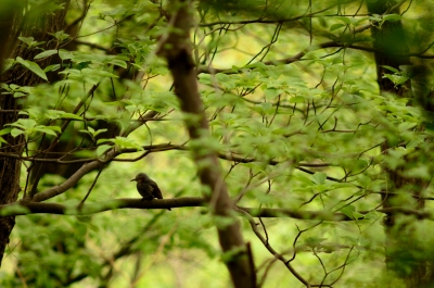 soku_15159.jpg :: 動物 鳥 ヒヨドリ 風景 自然 樹木 