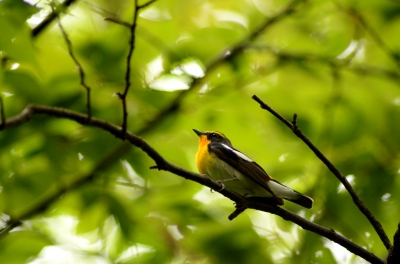 soku_15160.jpg :: 動物 鳥 野山の鳥 キビタキ 