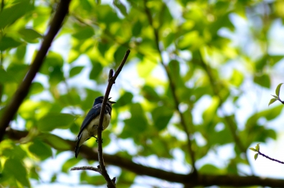 soku_15238.jpg :: 動物 鳥 野山の鳥 オオルリ 