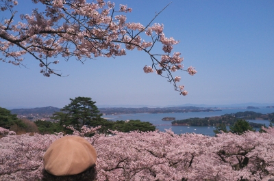 soku_15257.jpg :: 植物 花 桜 サクラ 風景 自然 海 