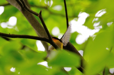 soku_15310.jpg :: 動物 鳥 野山の鳥 キビタキ 
