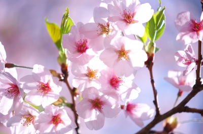 soku_15325.jpg :: 植物 花 桜 サクラ マクロ 