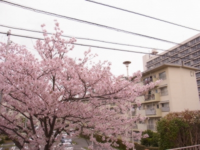 soku_15361.jpg :: 桜 サクラ 満開 