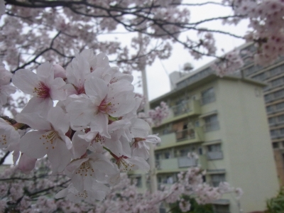 soku_15363.jpg :: 桜 サクラ マクロ 
