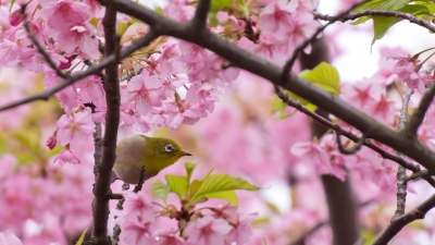 soku_15392.jpg :: 植物 花 桜 サクラ 動物 鳥 野山の鳥 メジロ 