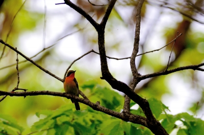 soku_15415.jpg :: 動物 鳥 野山の鳥 キビタキ 