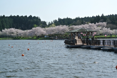 soku_15443.jpg :: 植物 花 桜 サクラ 水辺 宮城 平筒沼ふれあい公園 建築 建造物 橋 