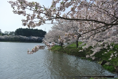 soku_15444.jpg :: 植物 花 桜 サクラ 水辺 宮城 平筒沼ふれあい公園 