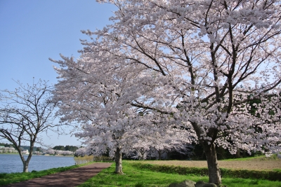soku_15445.jpg :: 植物 花 桜 サクラ 水辺 宮城 平筒沼ふれあい公園 