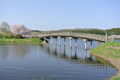 soku_15446.jpg :: 植物 花 桜 サクラ 水辺 宮城 平筒沼ふれあい公園 建築 建造物 橋 