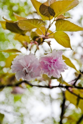 soku_15461.jpg :: 植物 花 桜 サクラ 八重桜 