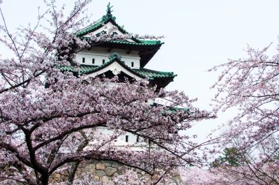 soku_15468.jpg :: 桜 サクラ 城 