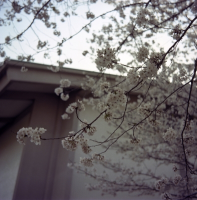 soku_15529.jpg :: 植物 花 桜 サクラ ソメイヨシノ 銀塩 フィルム 