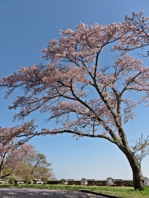 soku_15558.jpg :: PowerShotS95 風景 自然 桜 さくら 美の山公園 コンデジ埼玉 lock 