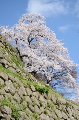 soku_15561.jpg :: 植物 花 桜 サクラ 