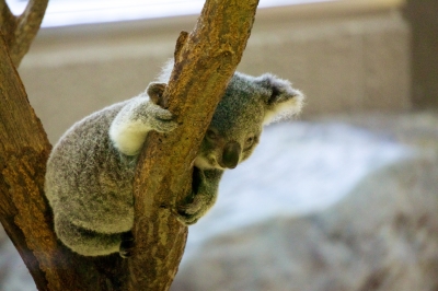 soku_15645.jpg :: 動物園 金沢動物園 動物 哺乳類 コアラ 