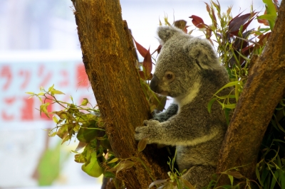 soku_15647.jpg :: 動物園 金沢動物園 動物 哺乳類 コアラ 