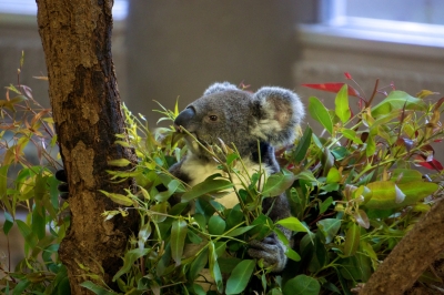 soku_15648.jpg :: 動物園 金沢動物園 動物 哺乳類 コアラ 
