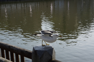soku_15682.jpg :: 動物 鳥 カモメ 