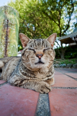 soku_15691.jpg :: 動物 哺乳類 猫 ネコ 
