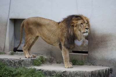 soku_15702.jpg :: 動物 哺乳類 ライオン 