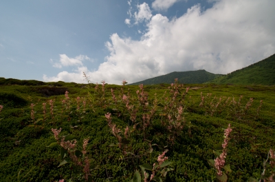 soku_15706.jpg :: 風景 自然 山 大地 植物 花 ピンクの花 