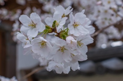 soku_15709.jpg :: 植物 花 桜 サクラ 