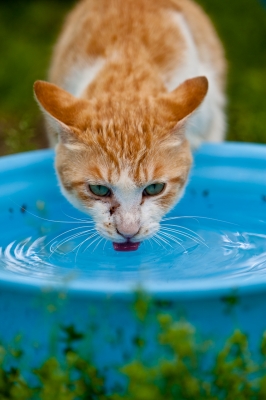 soku_15764.jpg :: 動物 哺乳類 猫 ネコ 水分 