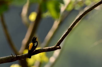 soku_15807.jpg :: 動物 鳥 野山の鳥 キビタキ 